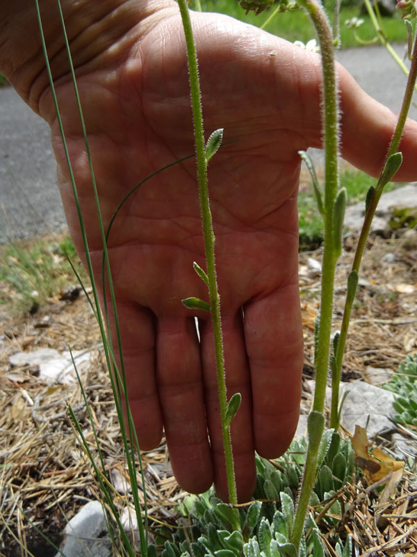 cfr. Saxifraga paniculata
